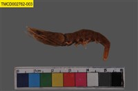 藏品(鬚赤對蝦)的圖片